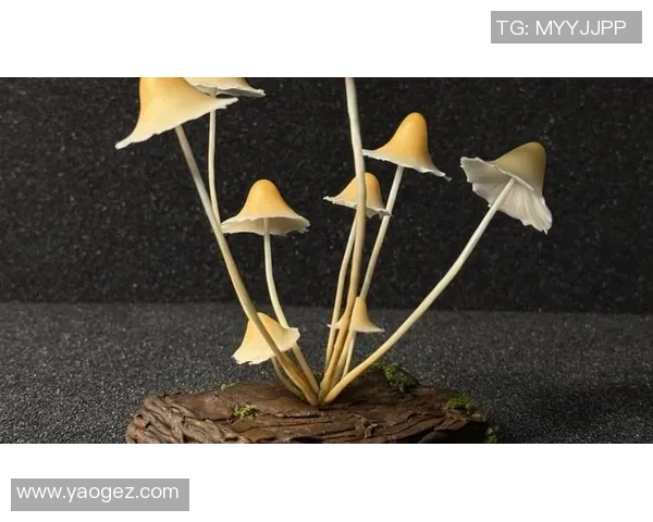 杭州篮球队的转型之路：从传统到现代的深度解析与展望